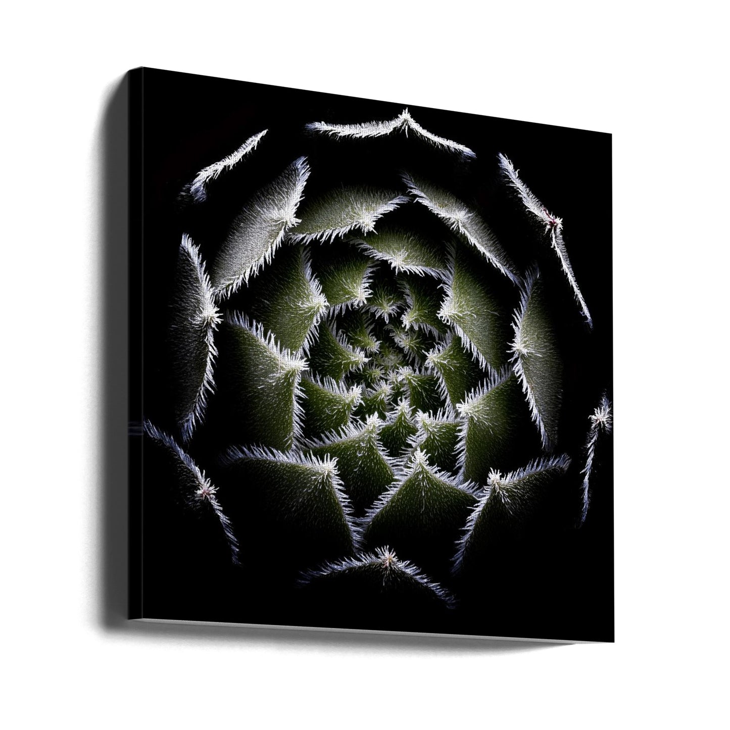 Sempervivum-roset | Lærredsbilleder