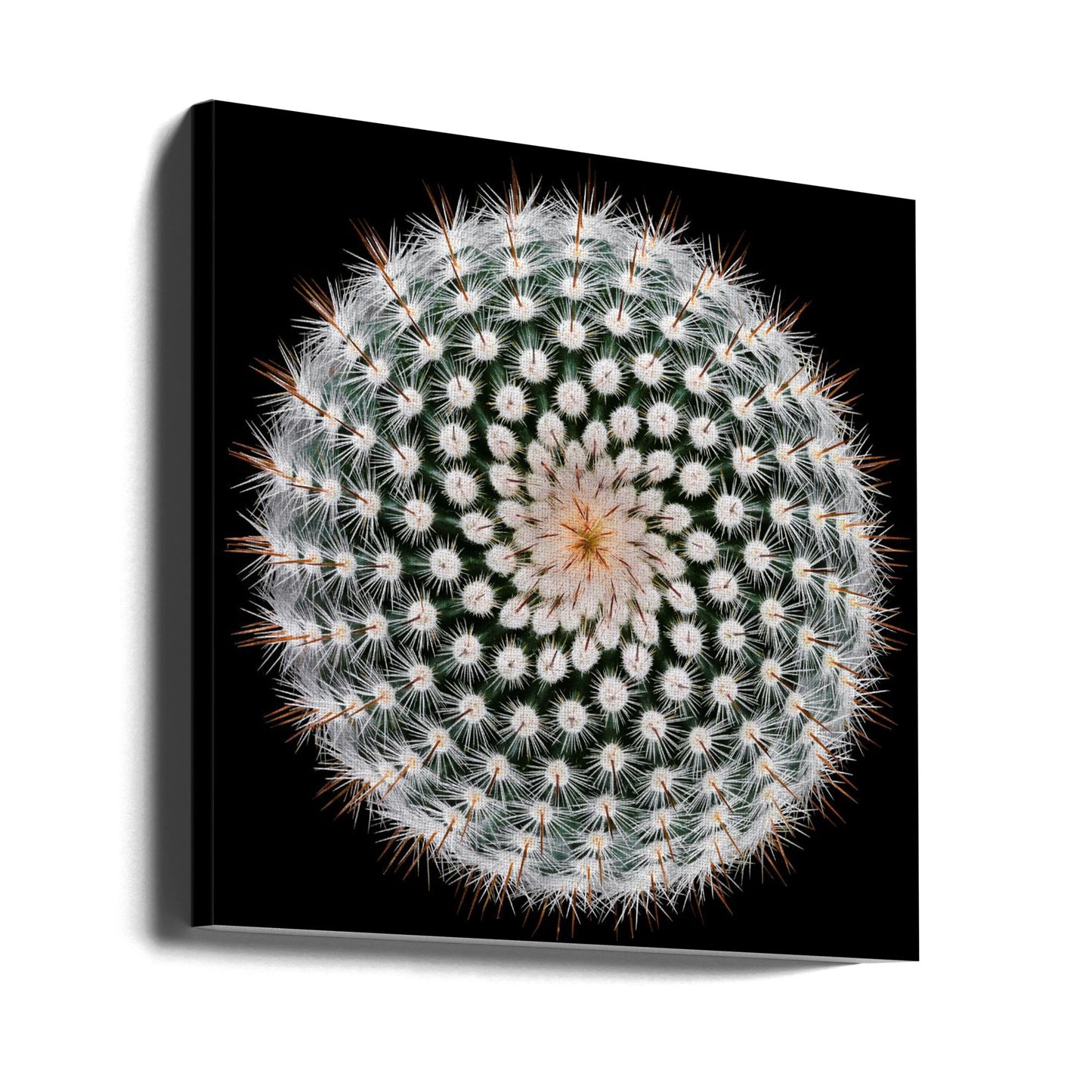 Notocactus scopa | Leinwand-Bilder