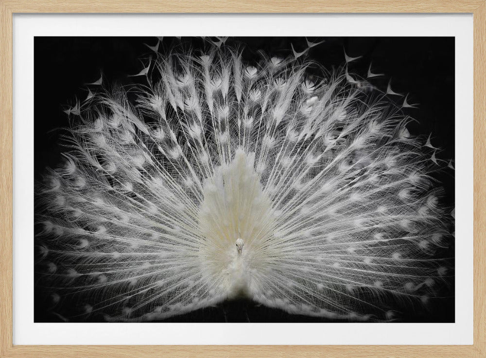 bianco e nero, | Poster - Stampe d’Arte