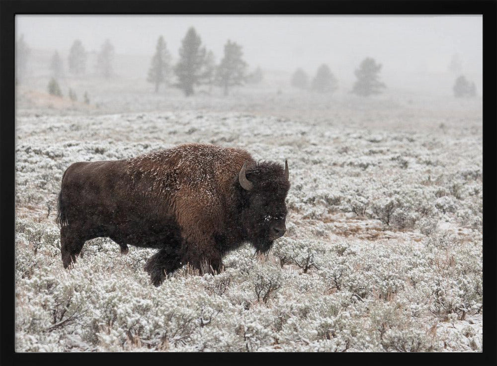 Yellowstone a finales de otoño | Posters - Impresiones de Arte