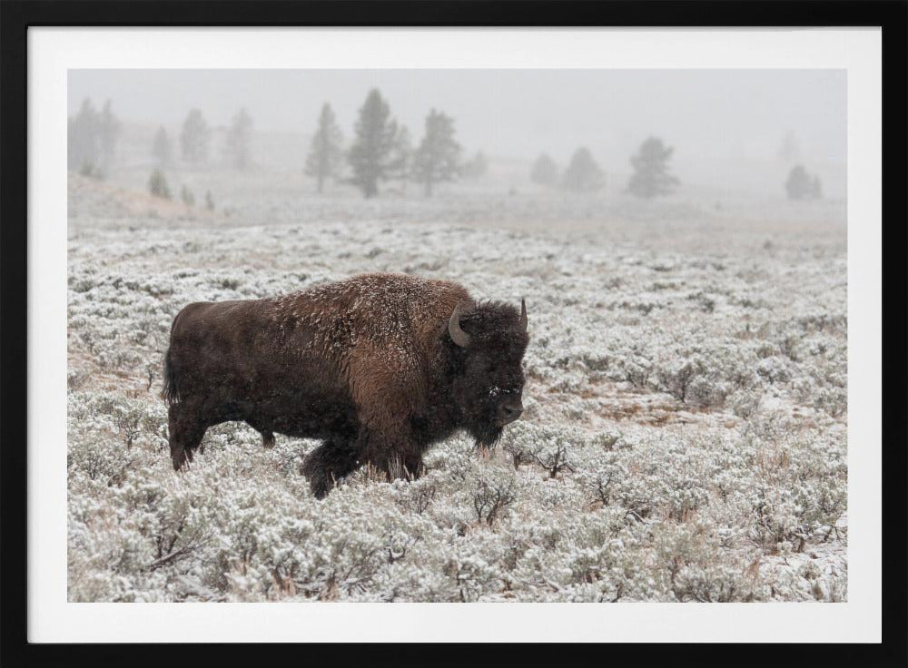 Yellowstone a finales de otoño | Posters - Impresiones de Arte