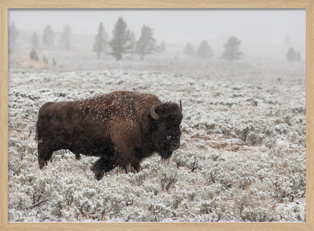 Yellowstone a finales de otoño | Posters - Impresiones de Arte