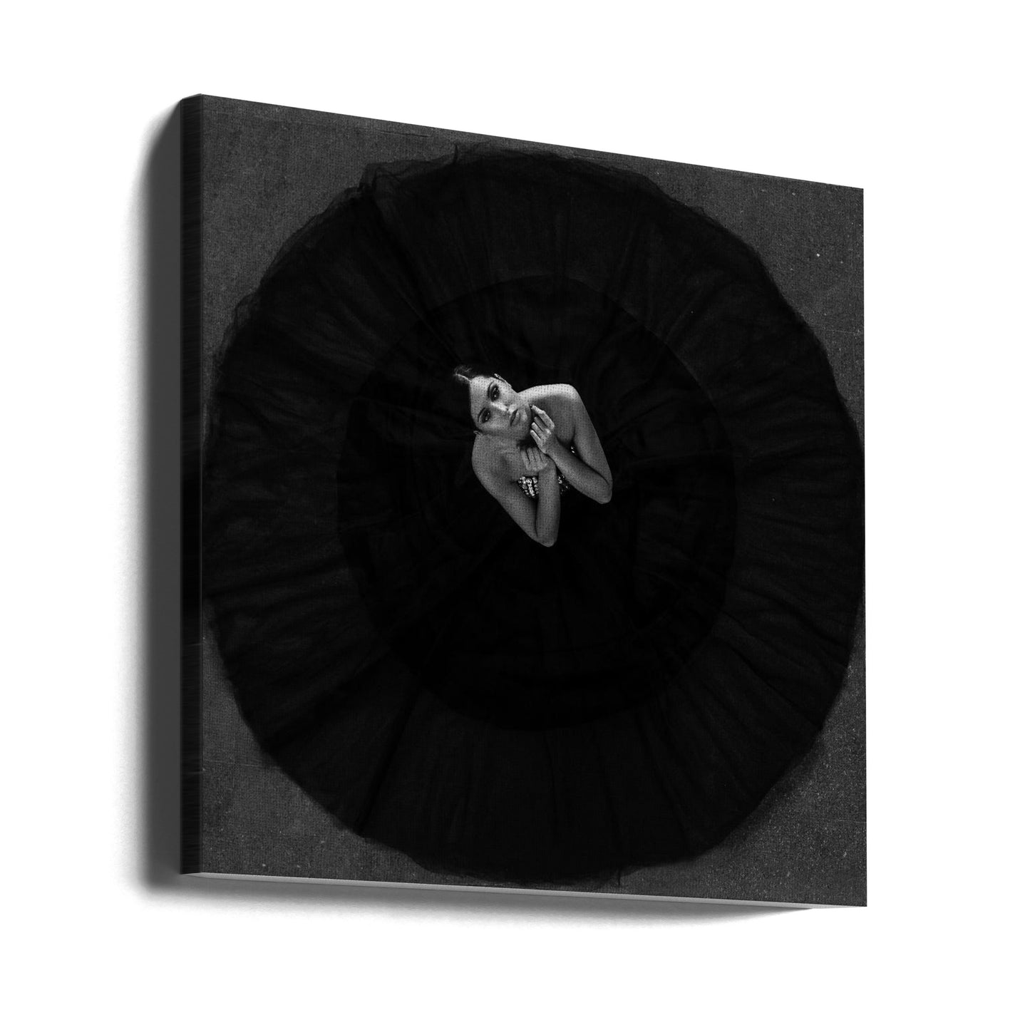 Cisne negro | Impresiones en Lienzo