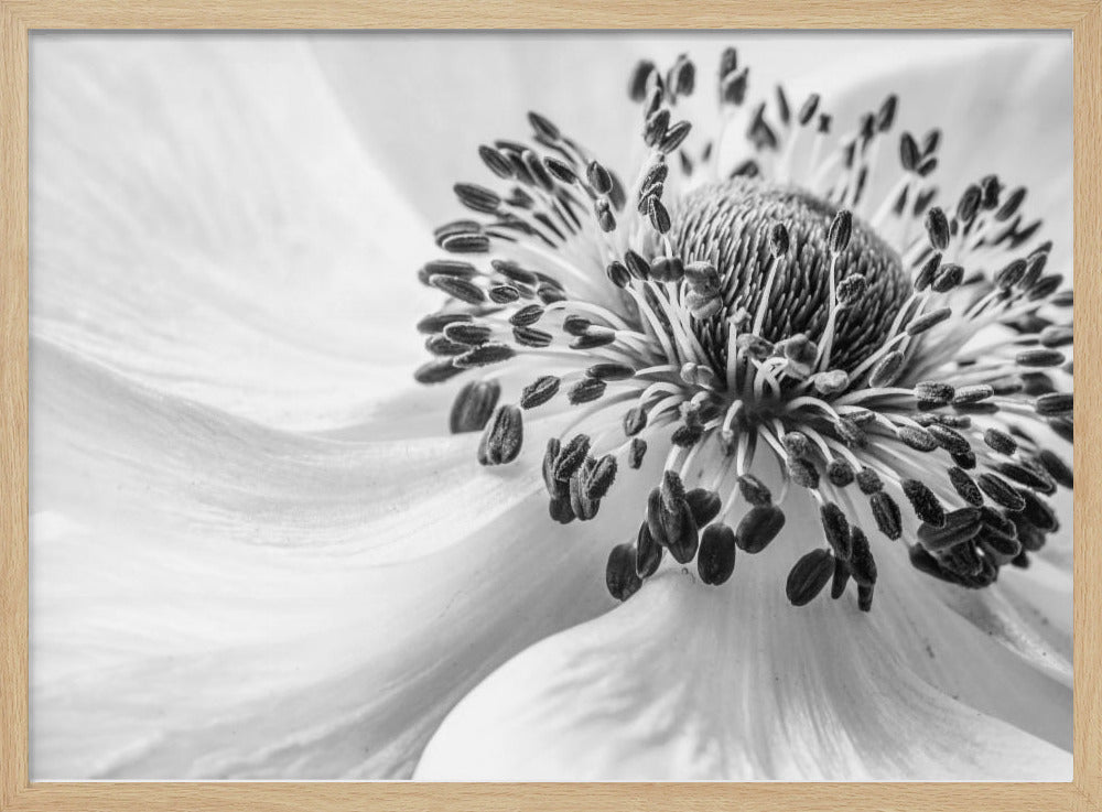Anemone | Poster - Stampe d’Arte