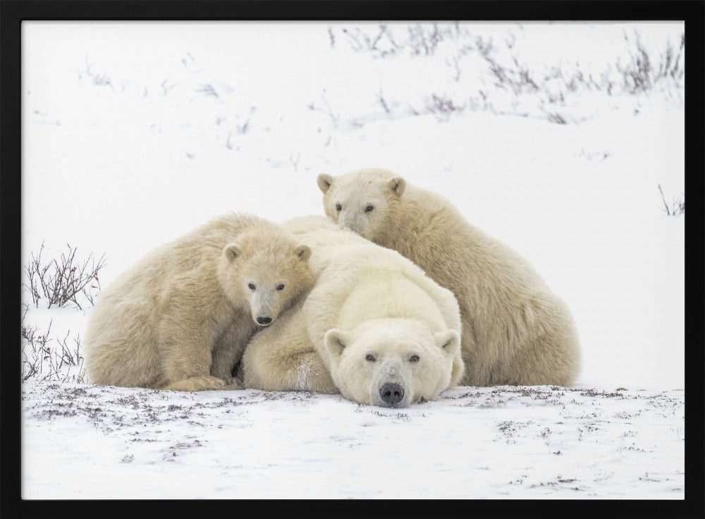 Family Portrait Snowing 8455 | Poster