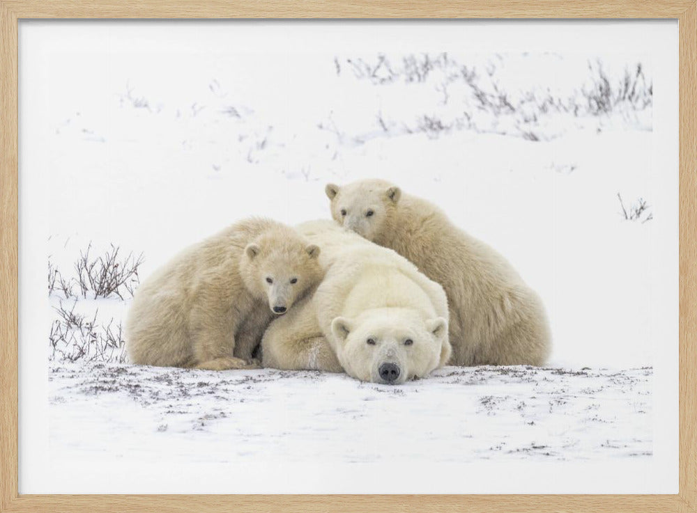 Family Portrait Snowing 8455 | Poster