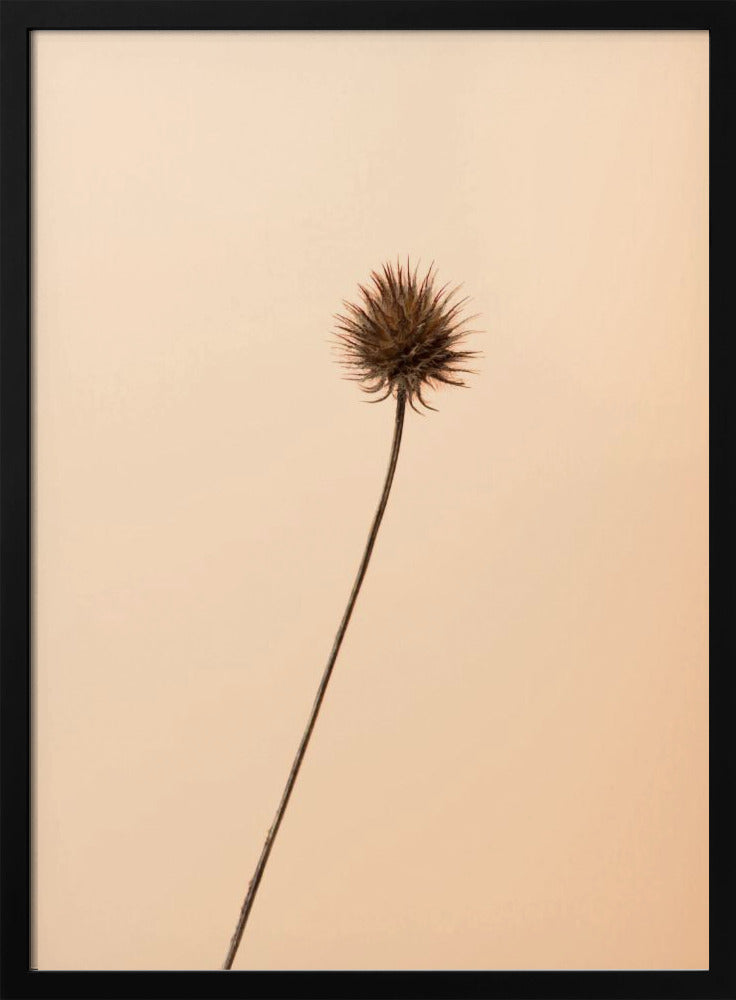 Thistle Peach | Poster