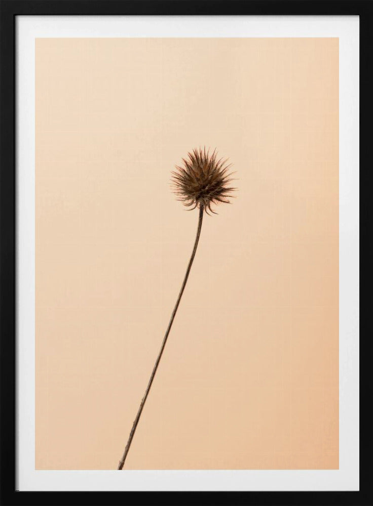 Thistle Peach | Poster