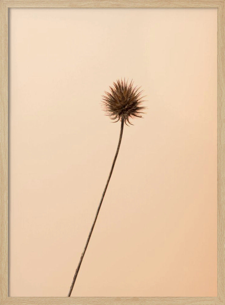 Thistle Peach | Poster