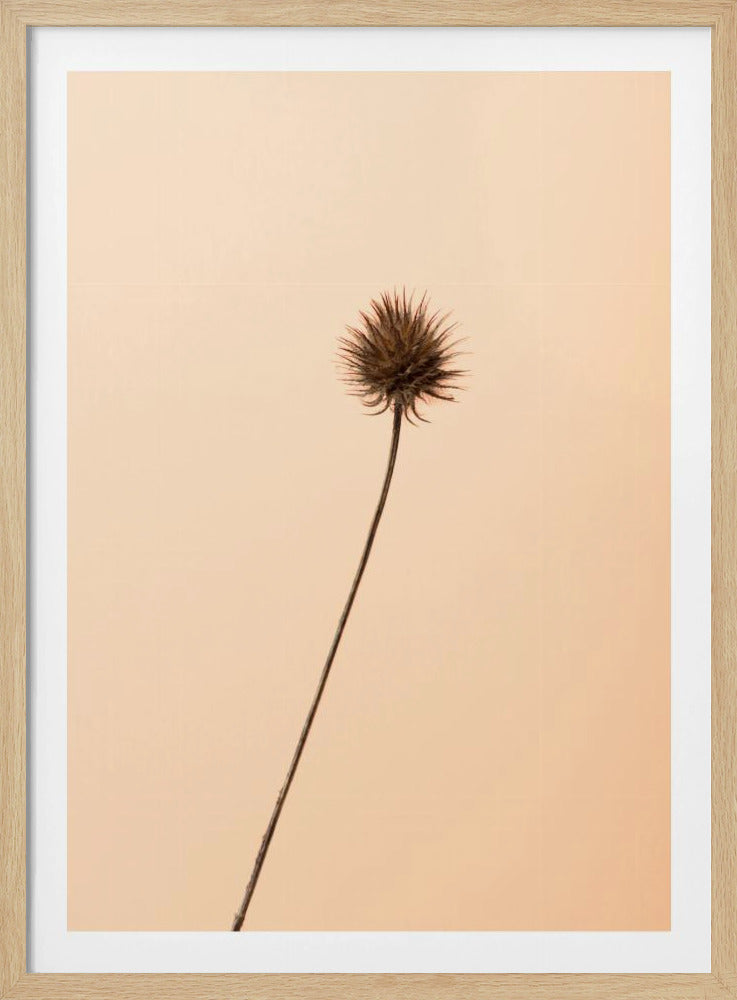 Thistle Peach | Poster