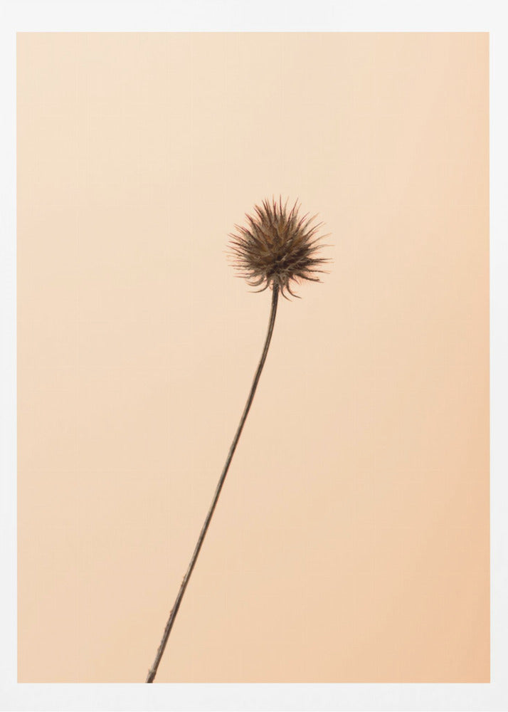 Thistle Peach | Poster