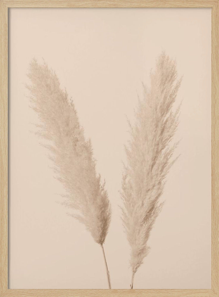 Pampas Grass Beige 01 | Poster