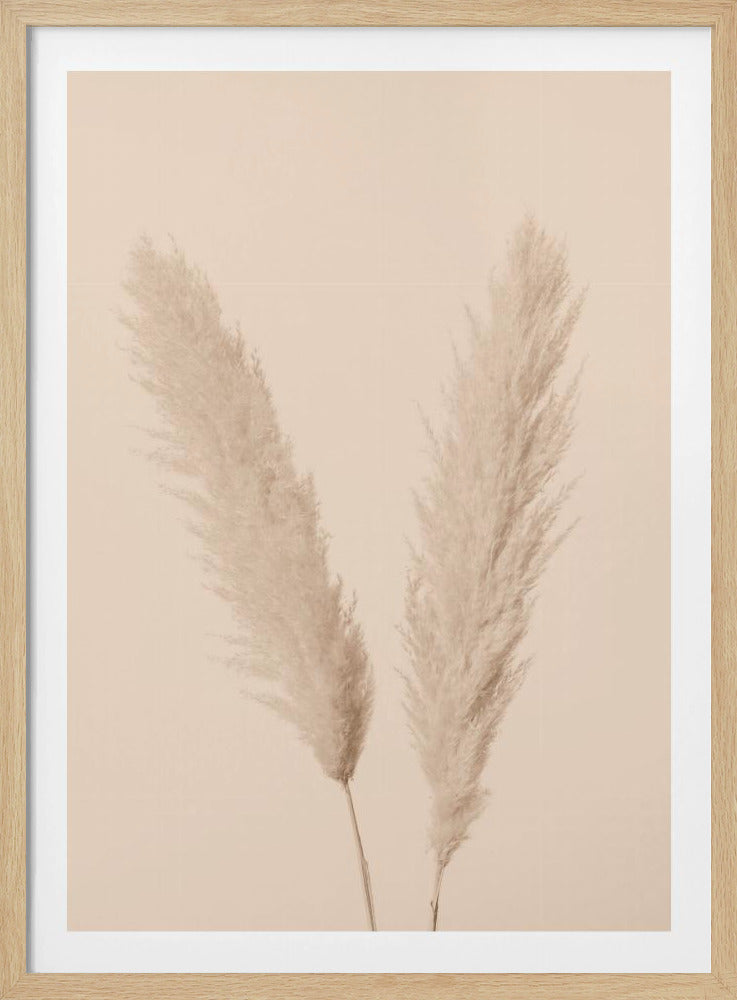 Pampas Grass Beige 01 | Poster