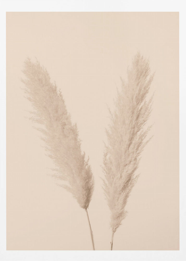 Pampas Grass Beige 01 | Poster