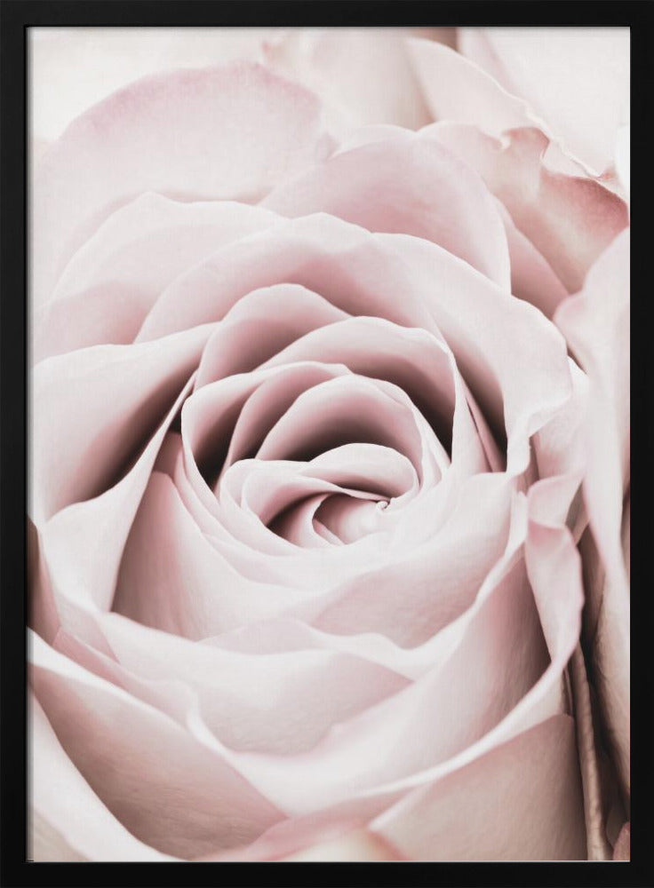 Pink Rose No 06 | Poster