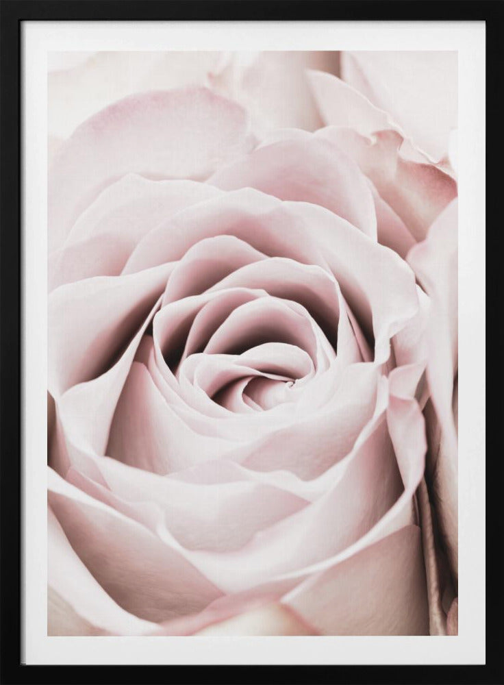 Pink Rose No 06 | Poster