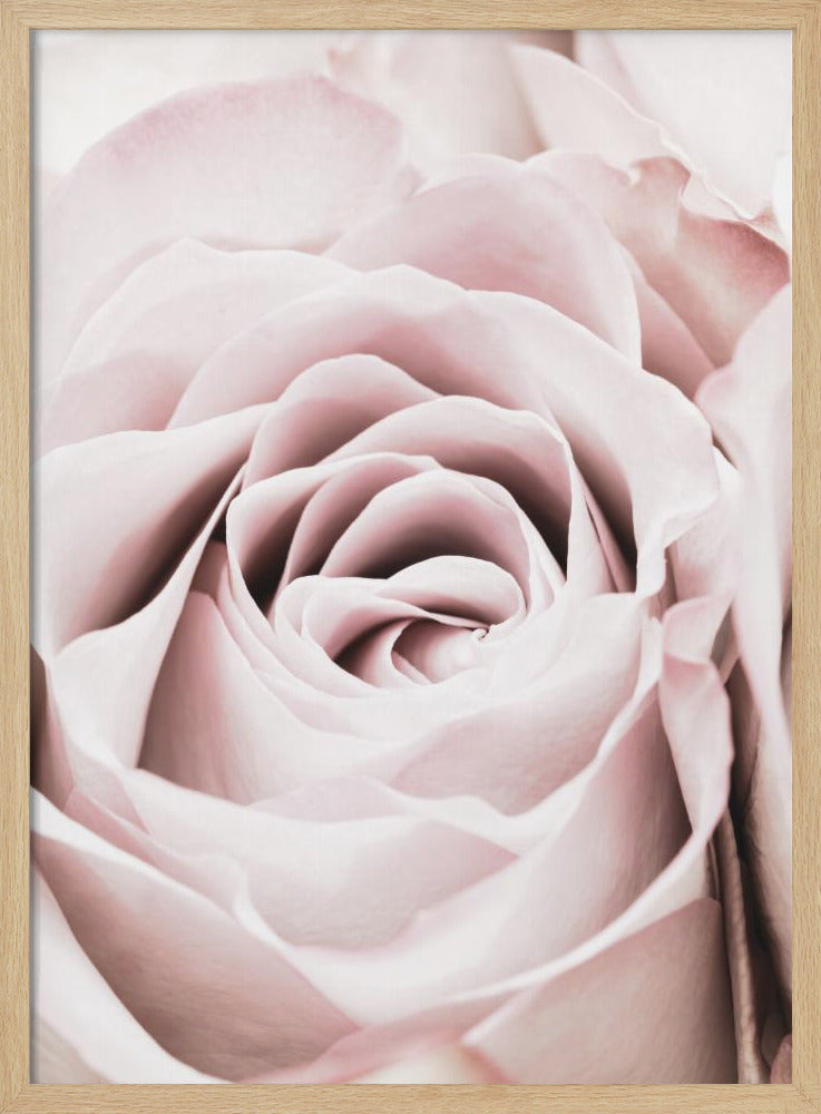Pink Rose No 06 | Poster