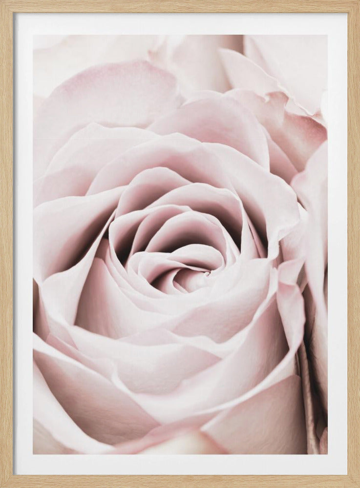 Pink Rose No 06 | Poster