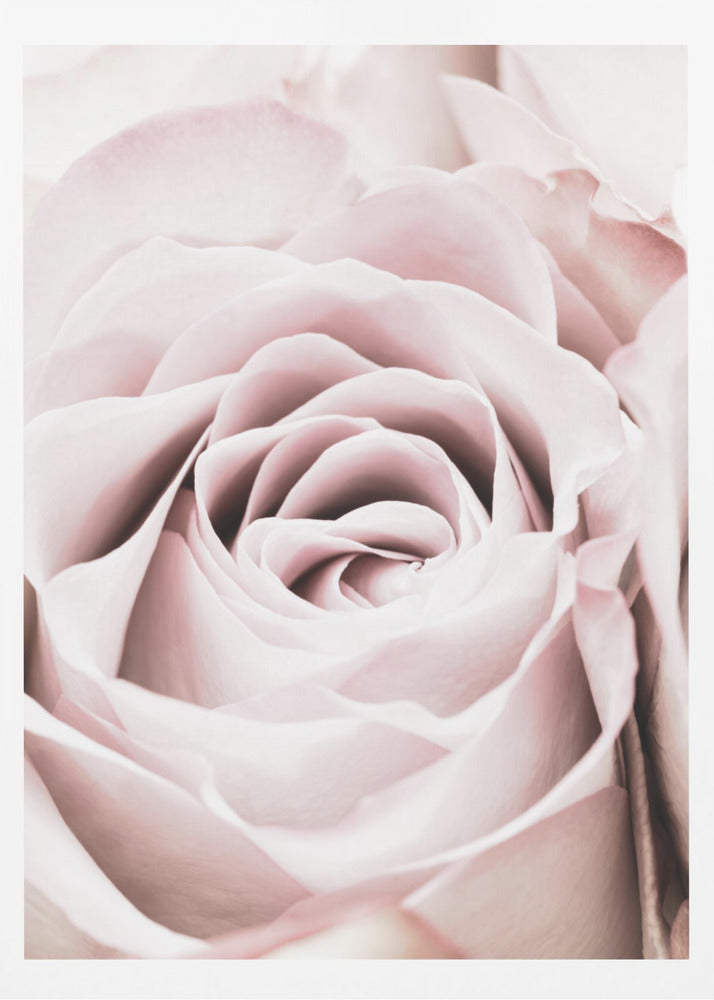 Pink Rose No 06 | Poster