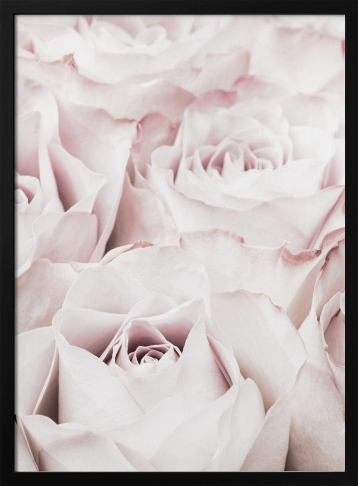 Pink Roses No 04 | Poster
