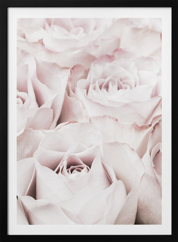 Pink Roses No 04 | Poster