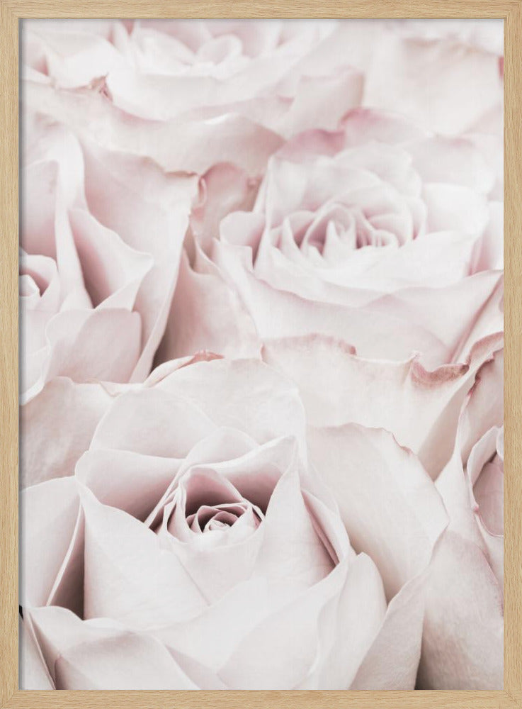 Pink Roses No 04 | Poster