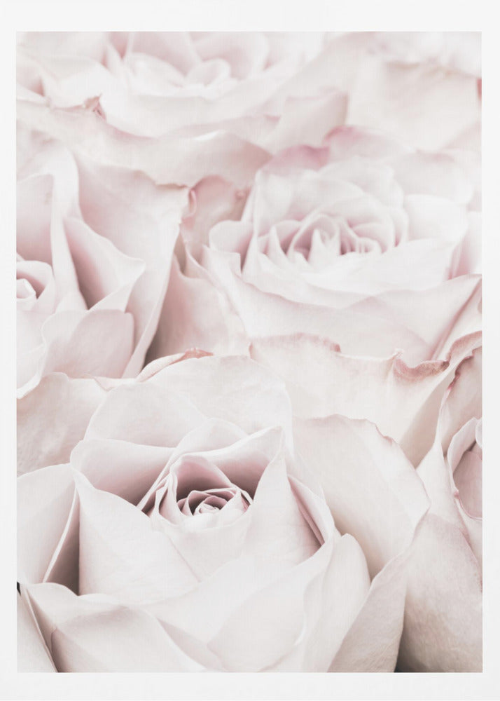 Pink Roses No 04 | Poster