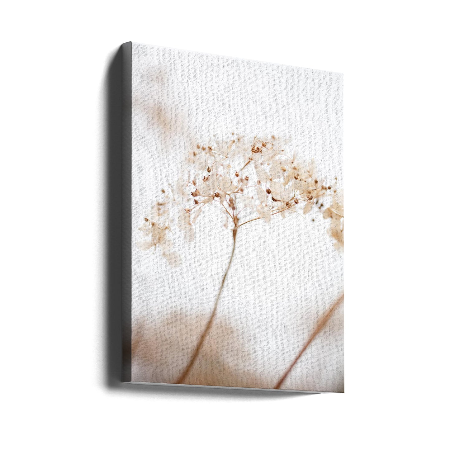 Bløde tørrede blomster_brune | Lærredsbilleder