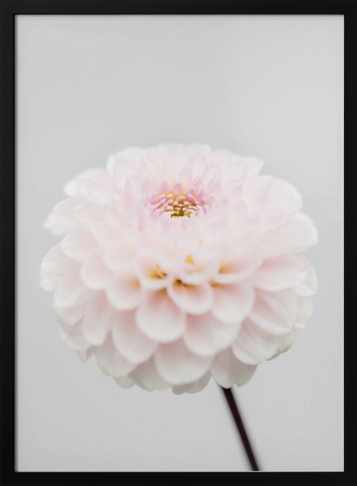 Pink Flower No3 | Poster
