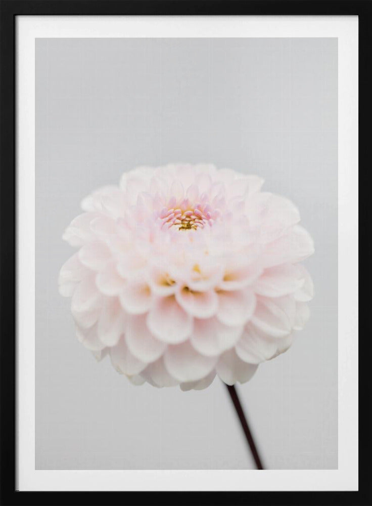 Pink Flower No3 | Poster