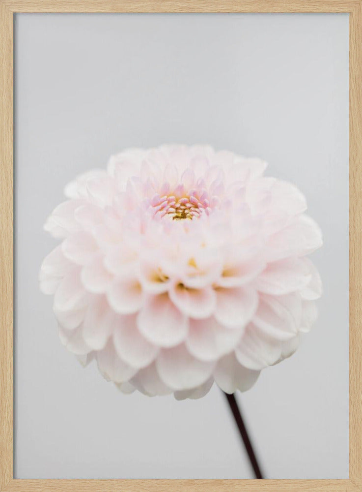 Pink Flower No3 | Poster