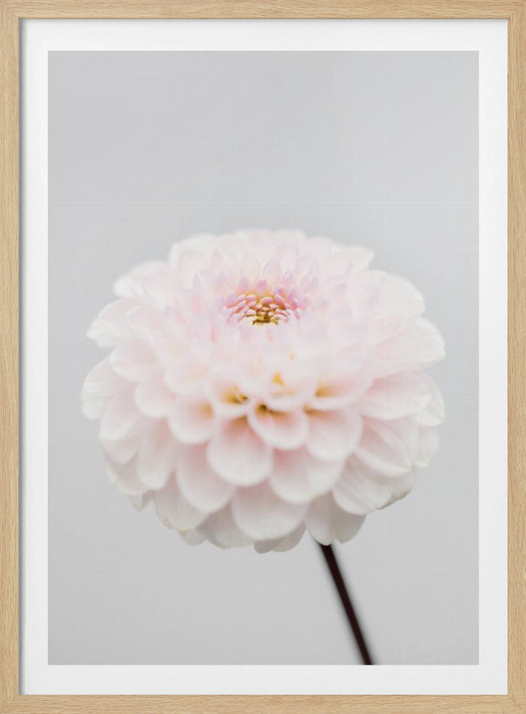 Pink Flower No3 | Poster