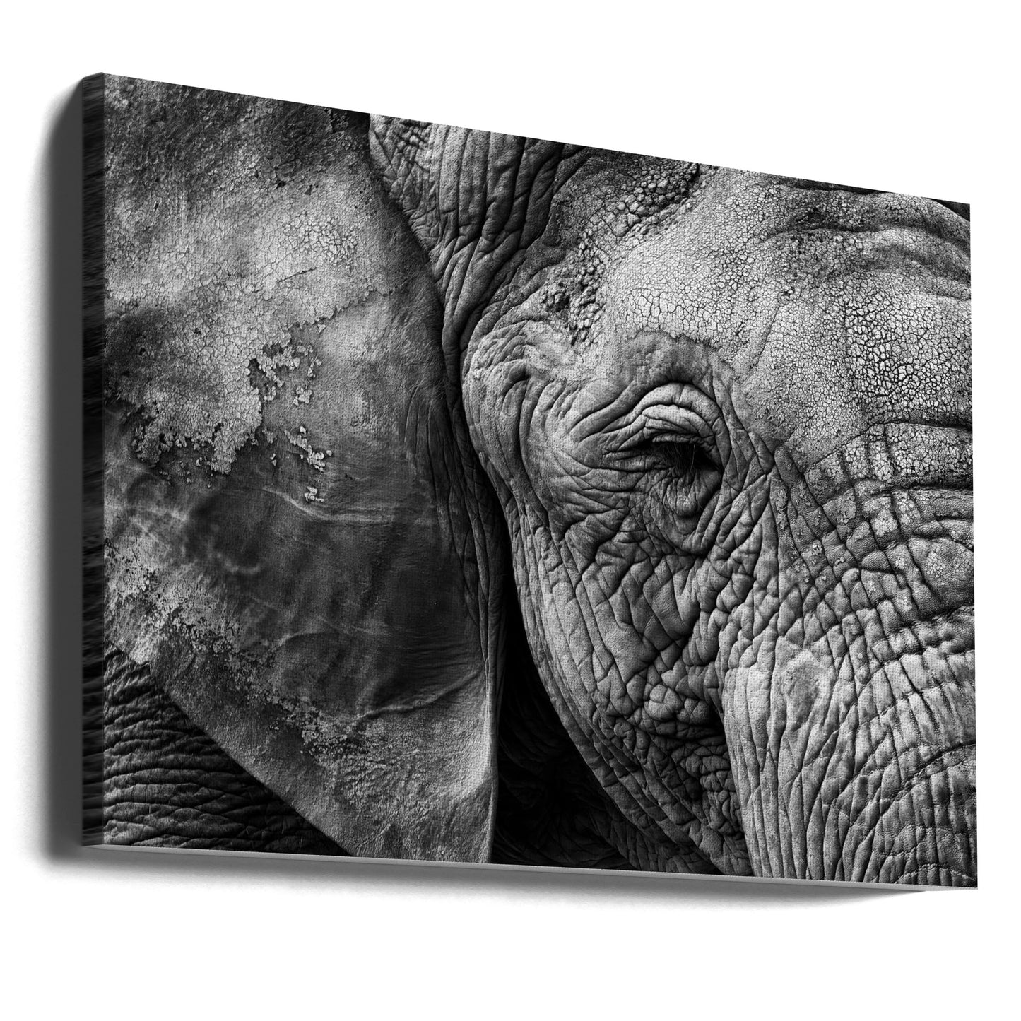 Peau d'éléphant | Tableaux sur Toile