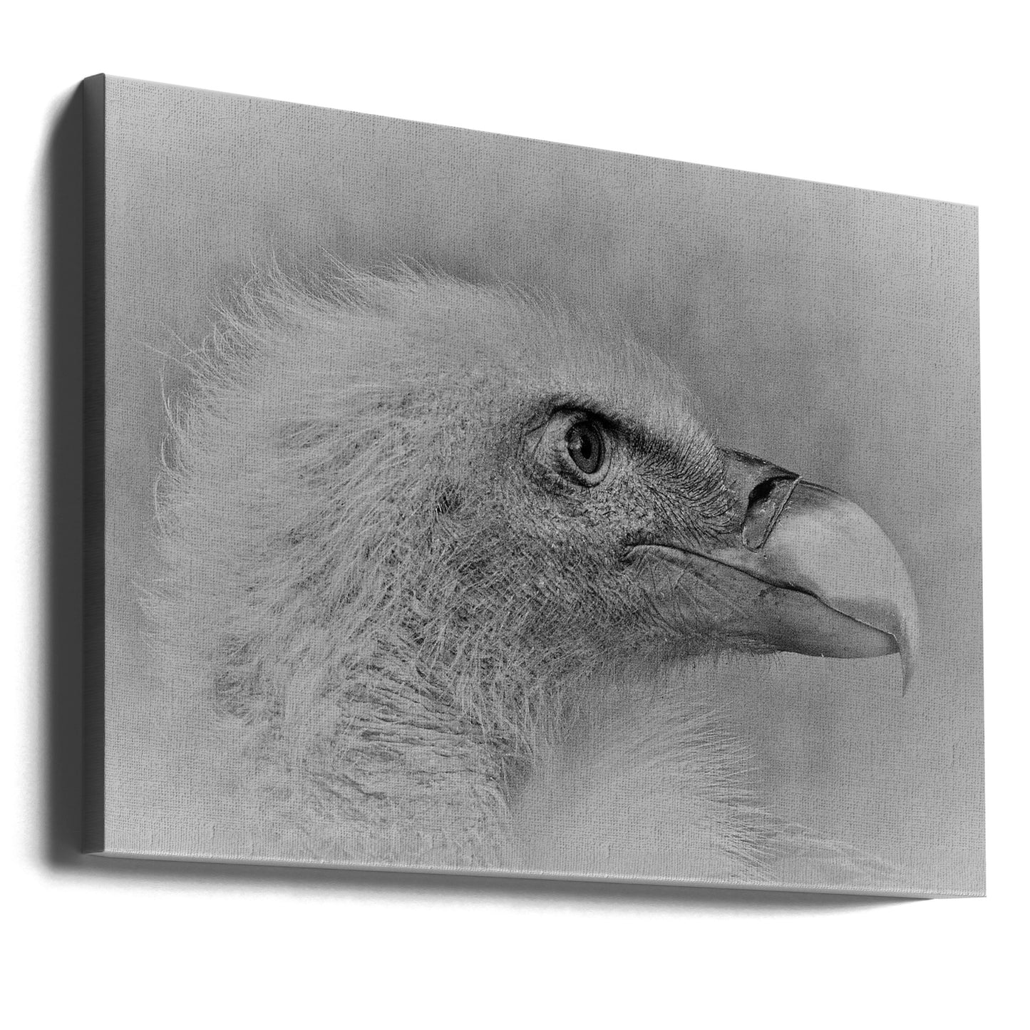 Vithövdad örn | Canvas