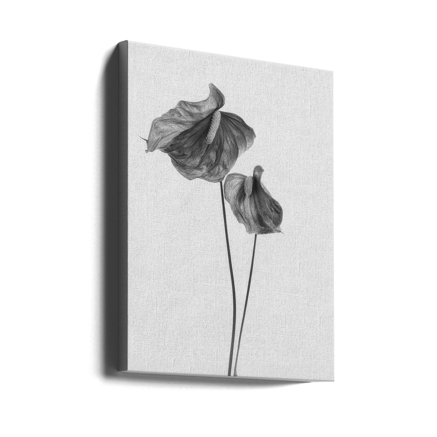 Anthurium | Stampe su Tela
