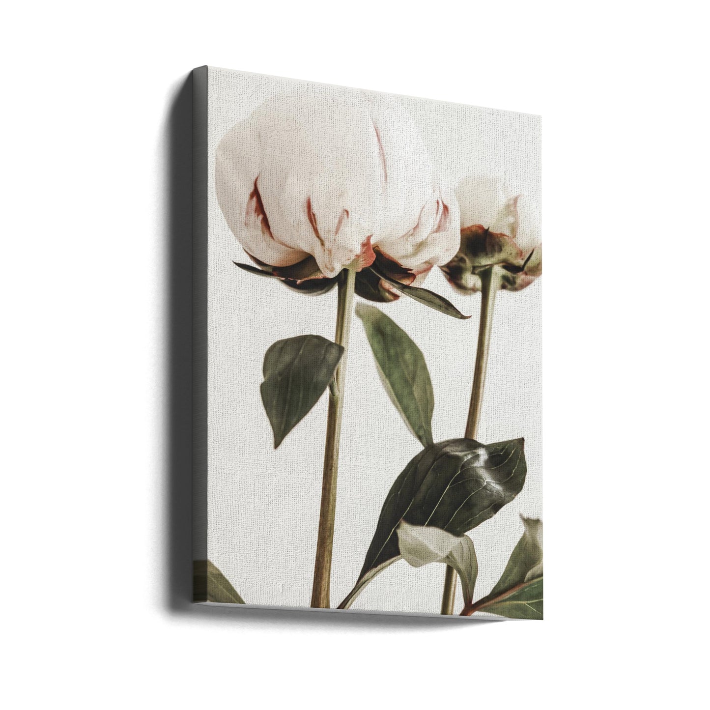 Peony 24 | Canvas