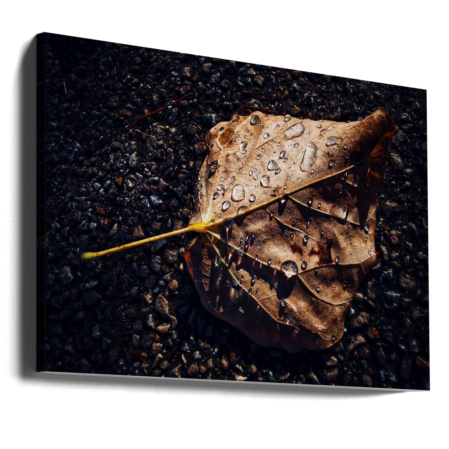 Leaf | Canvas