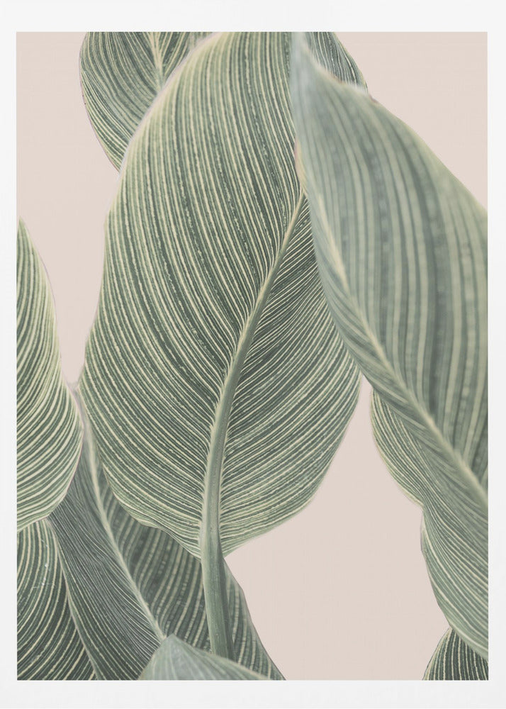 Calla Leaf | Poster