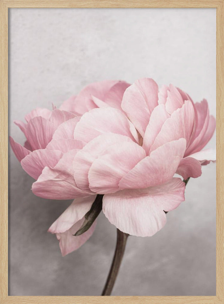 Pion | Poster