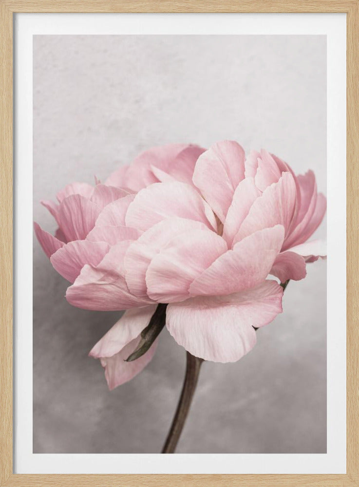 Pion | Poster