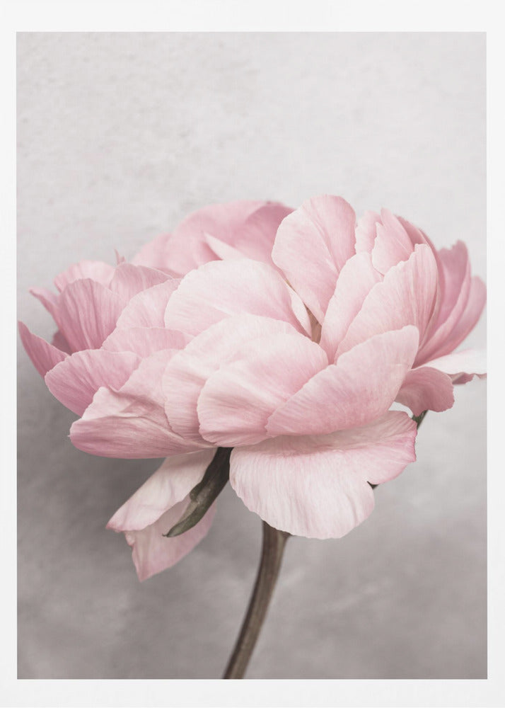 Pion | Poster