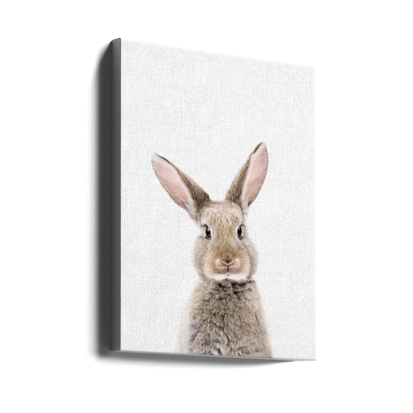 Baby Rabbit | Canvas