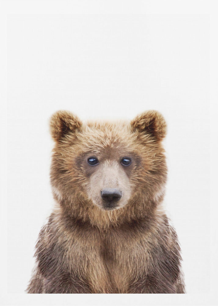 Babybär | Poster - Kunstdruck