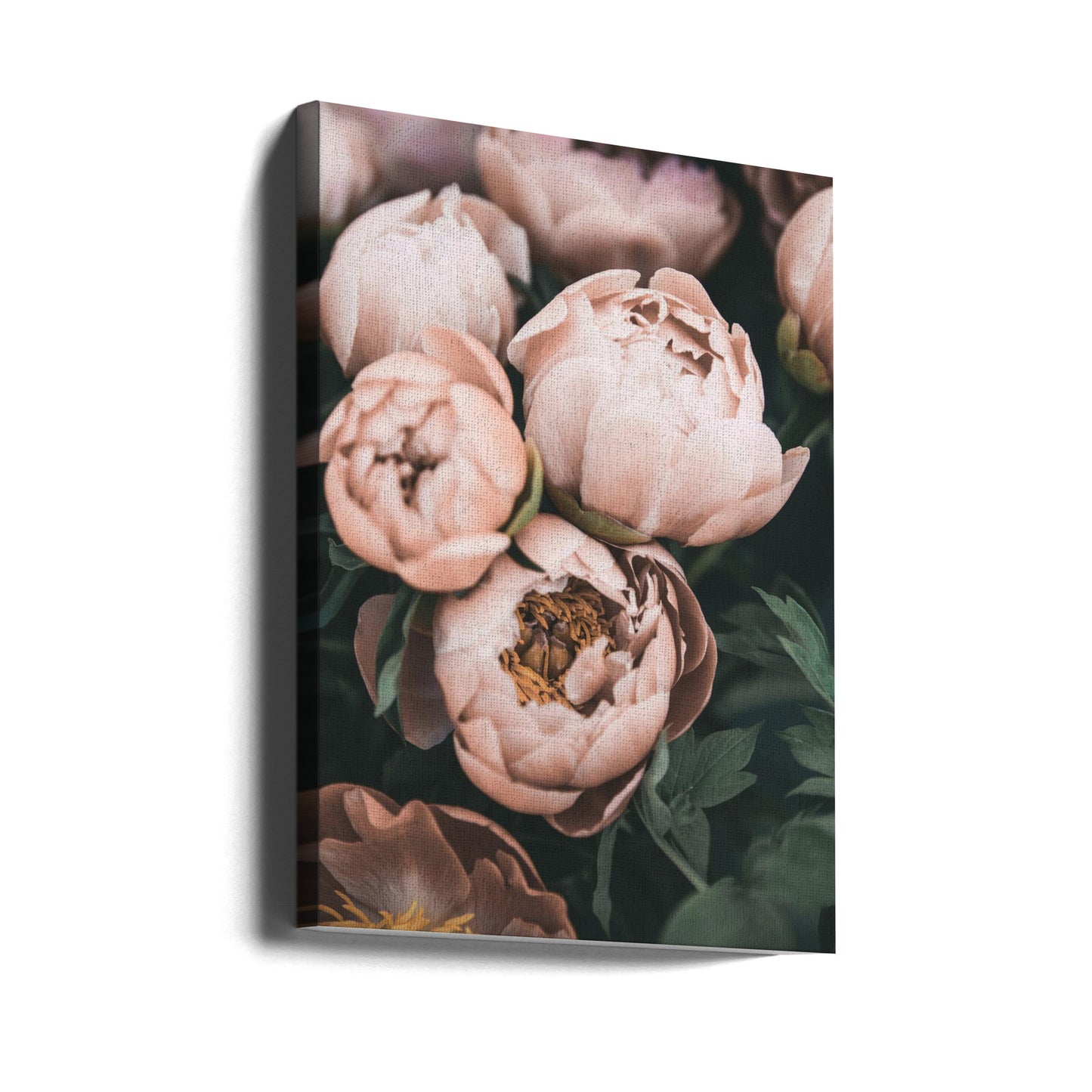 Peonie corallo | Stampe su Tela