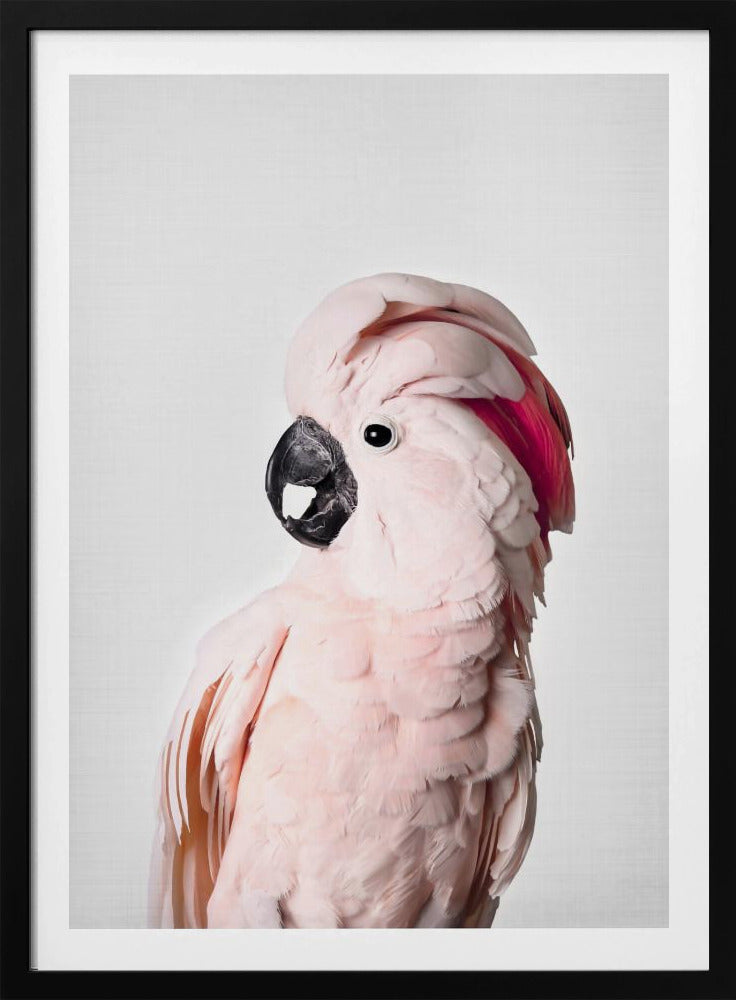 Cacatoès rose | Posters - Affiche Artistique