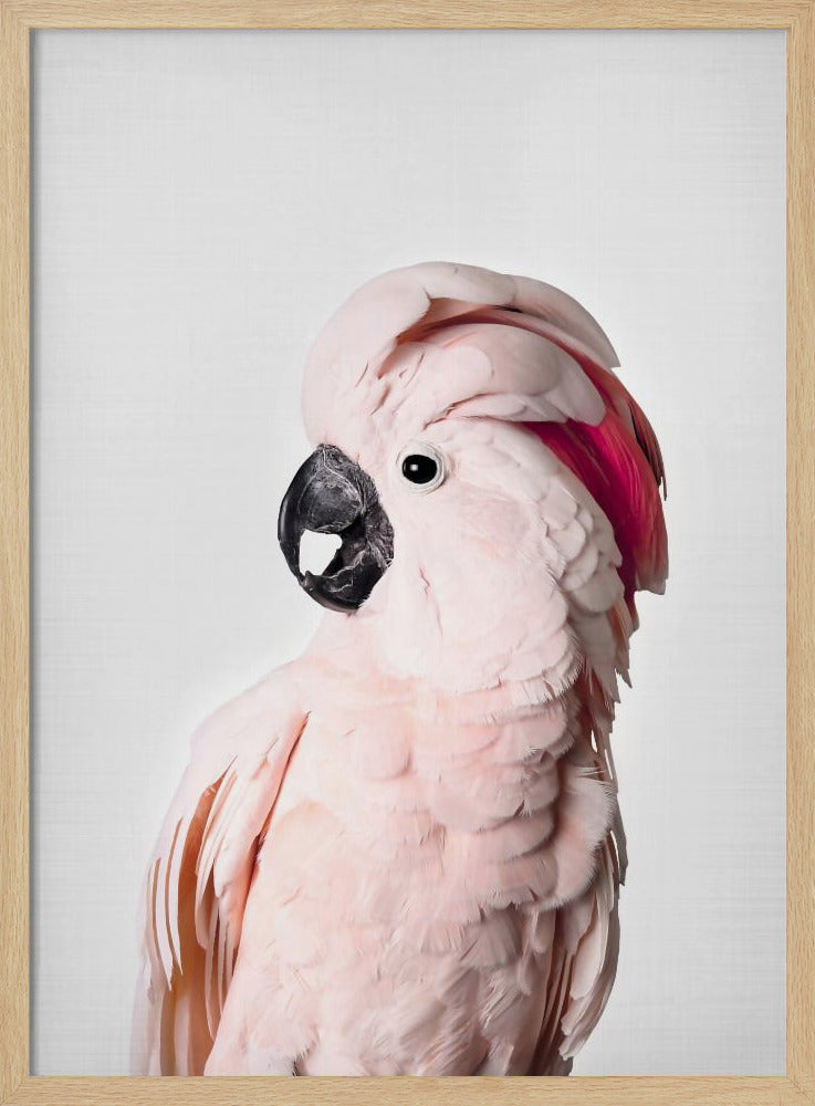 Cacatoès rose | Posters - Affiche Artistique