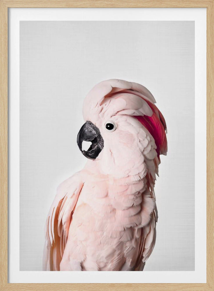 Cacatoès rose | Posters - Affiche Artistique