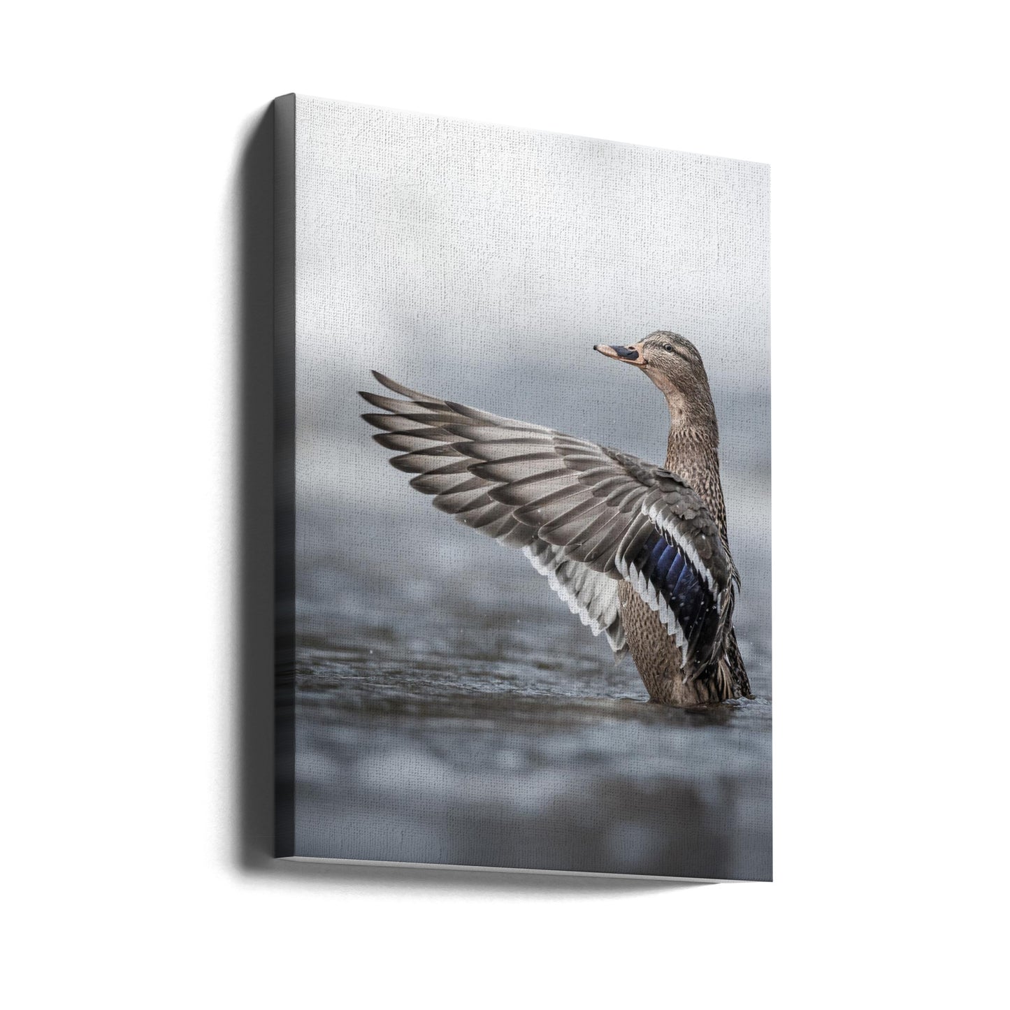 Female mallard with outstretched wings | Canvas