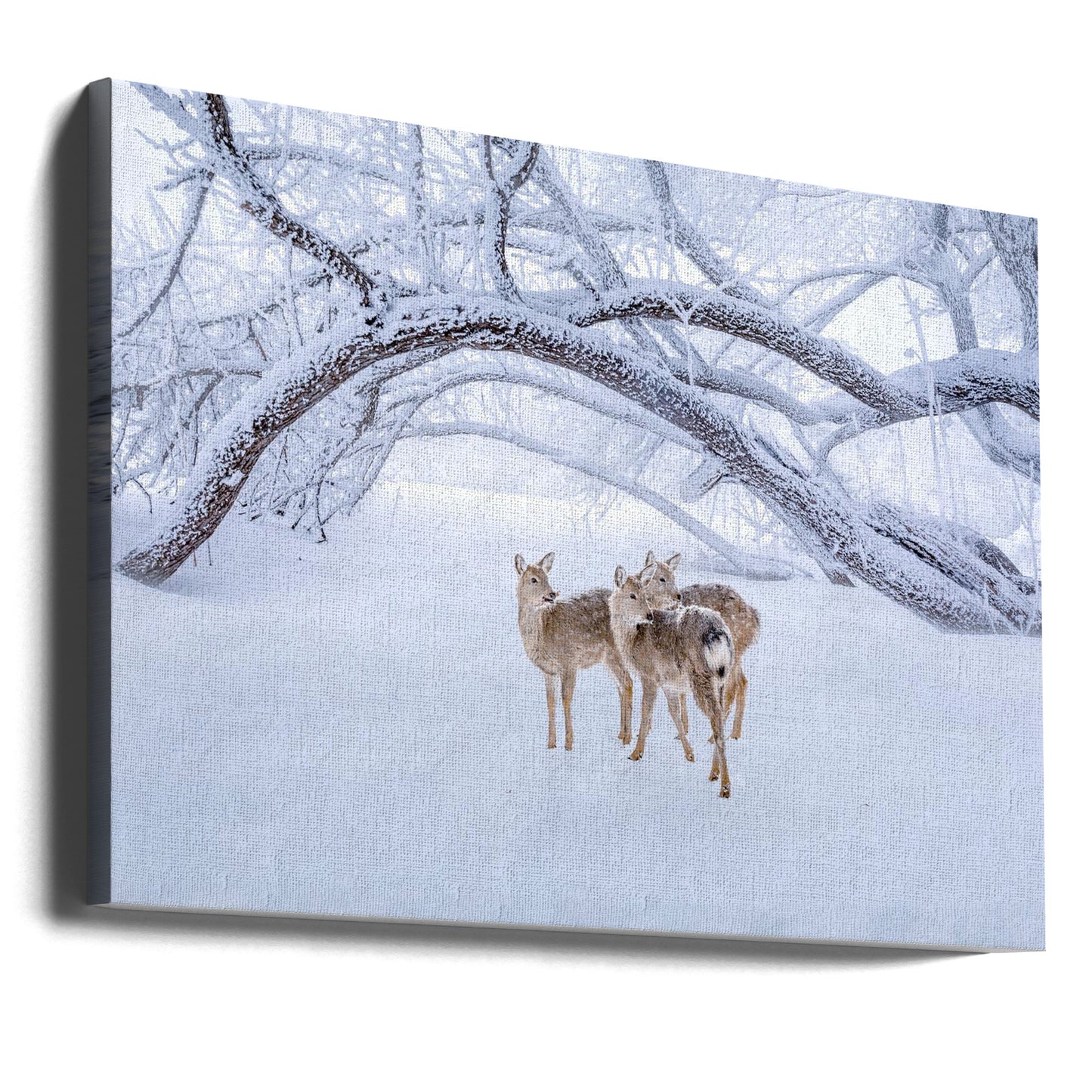 Hirschspaziergang im Schnee | Leinwand-Bilder