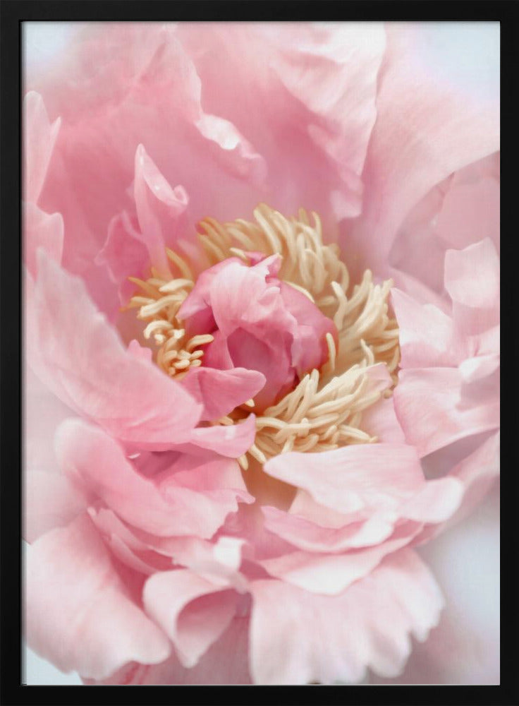 Blush peony I | Poster